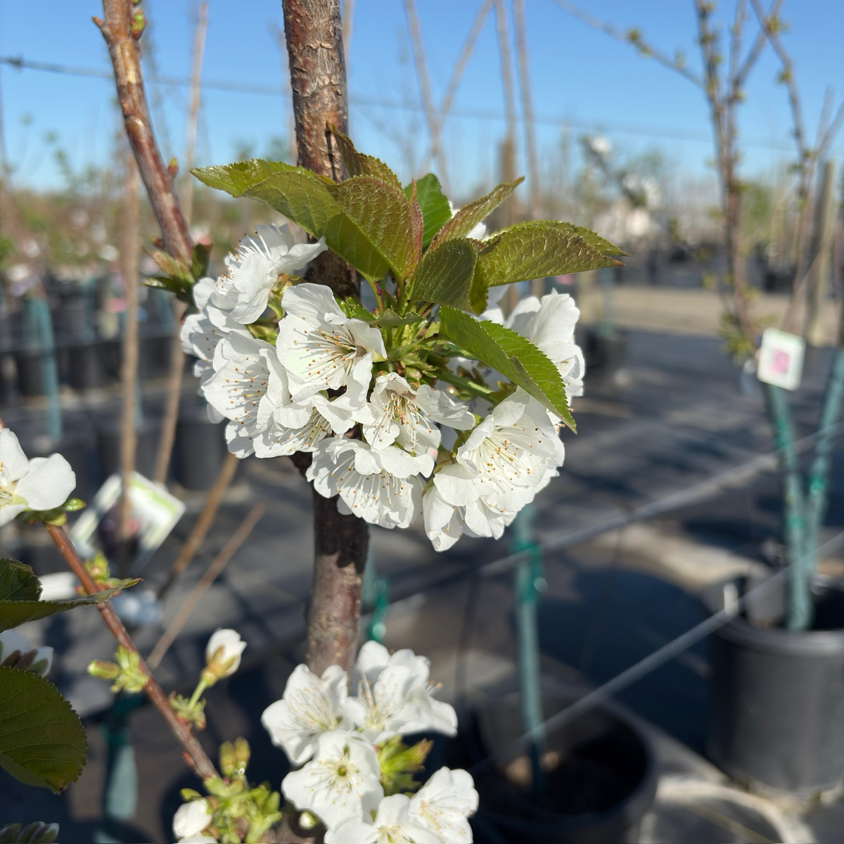 雷尼尔甜樱桃 Rainier Cherry