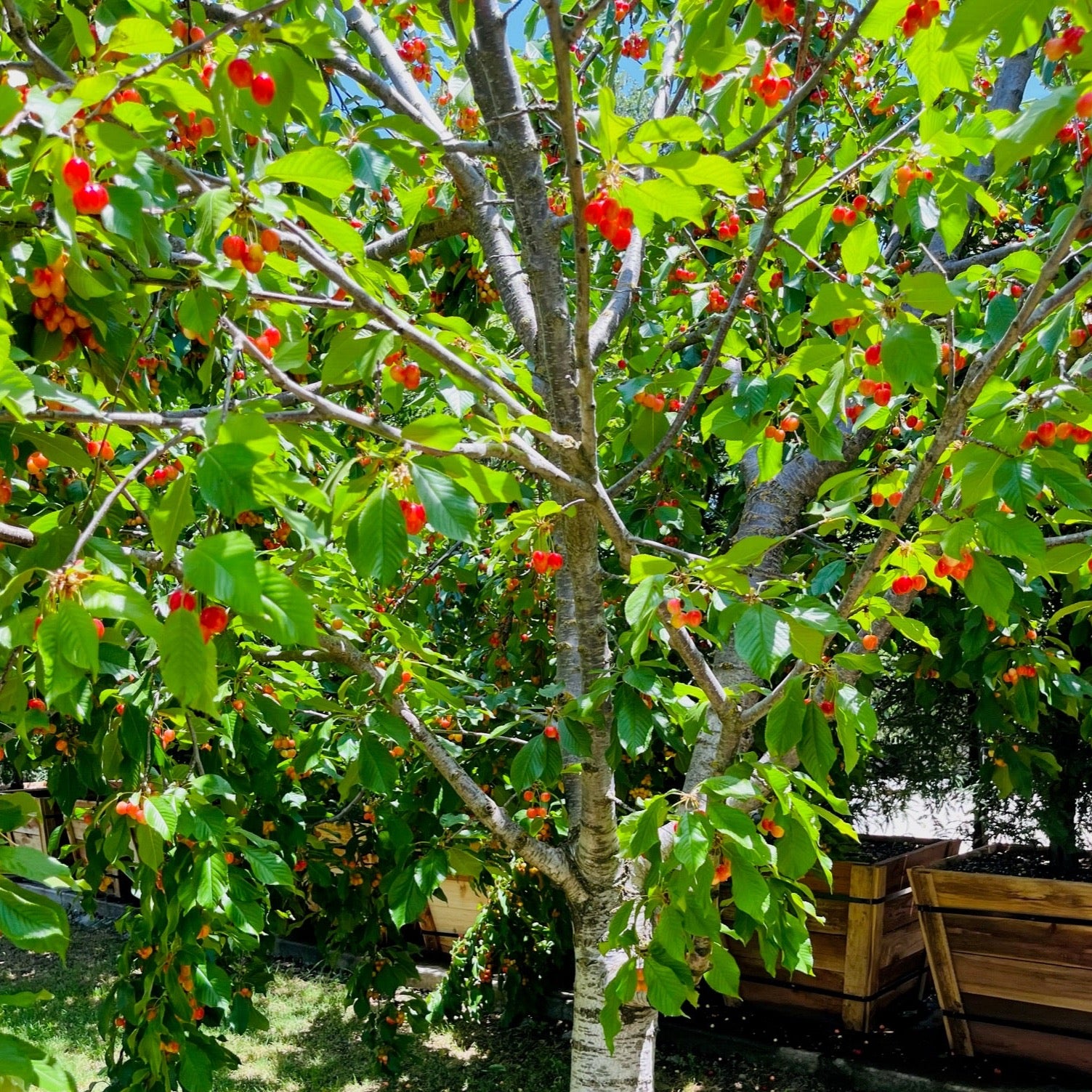 雷尼尔甜樱桃 Rainier Cherry