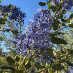 美洲茶 Ray Hartman California Lilac