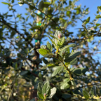 美洲茶 Ray Hartman California Lilac