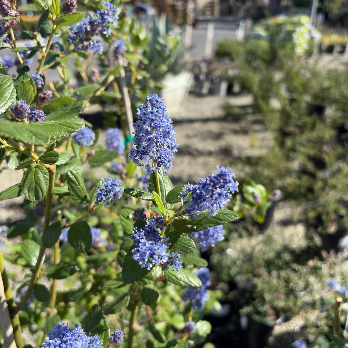 美洲茶 Ray Hartman California Lilac