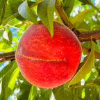 黄桃-红男爵桃 Red Baron Peach