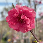 黄桃-红男爵桃 Red Baron Peach