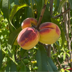 黄桃-红男爵桃 Red Baron Peach