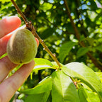 黄桃-红男爵桃 Red Baron Peach