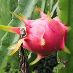 红肉火龙果 Red Flesh Dragon Fruit
