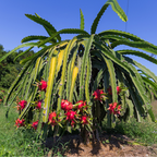 红肉火龙果 Red Flesh Dragon Fruit