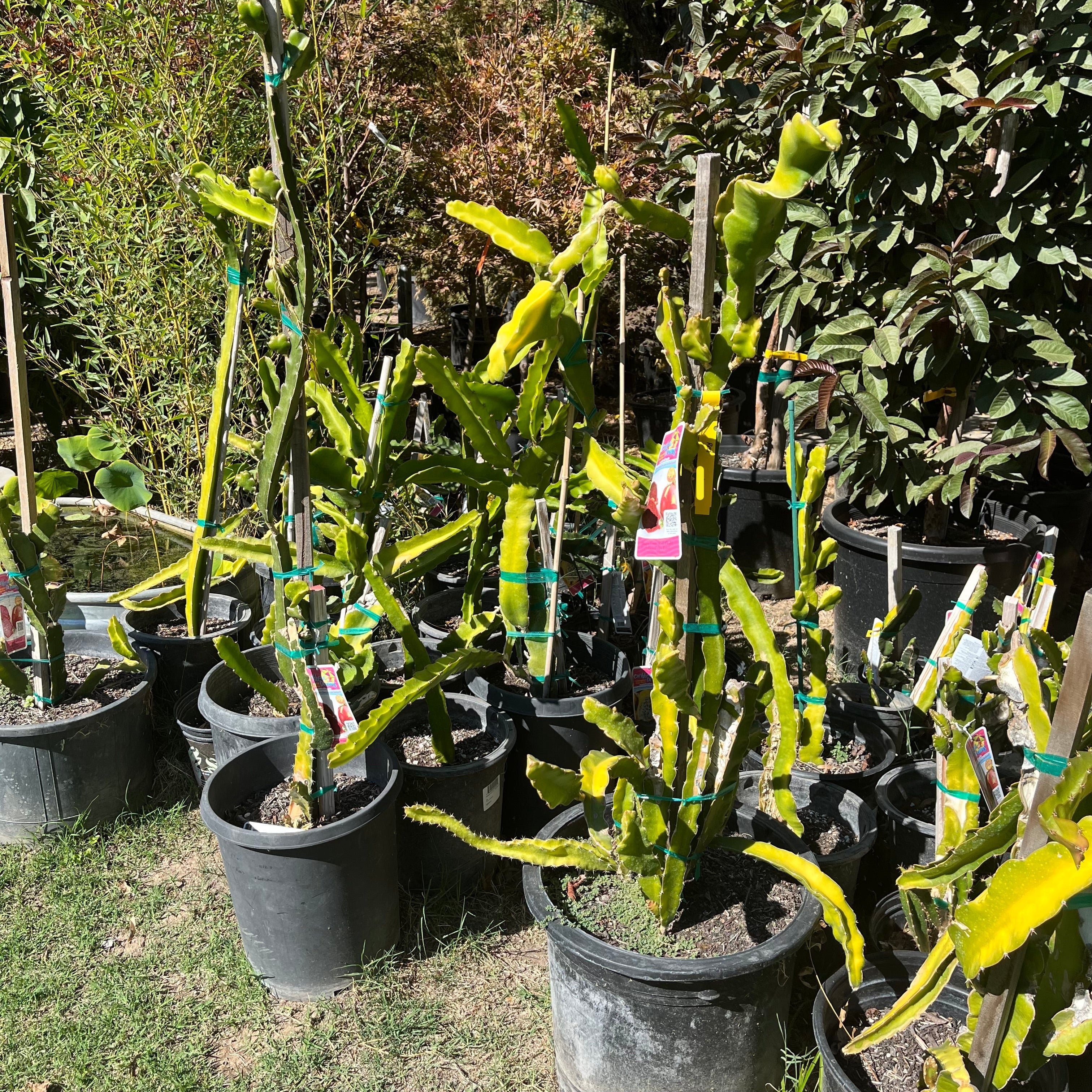 红肉火龙果 Red Flesh Dragon Fruit