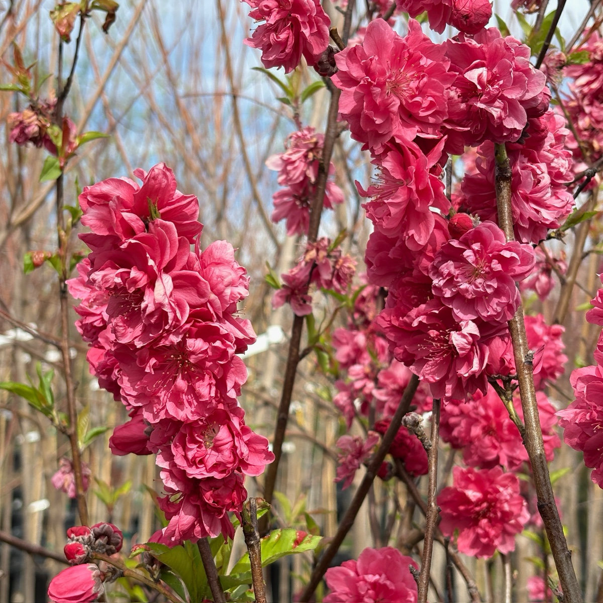 红桃花 Red Flowering Preach