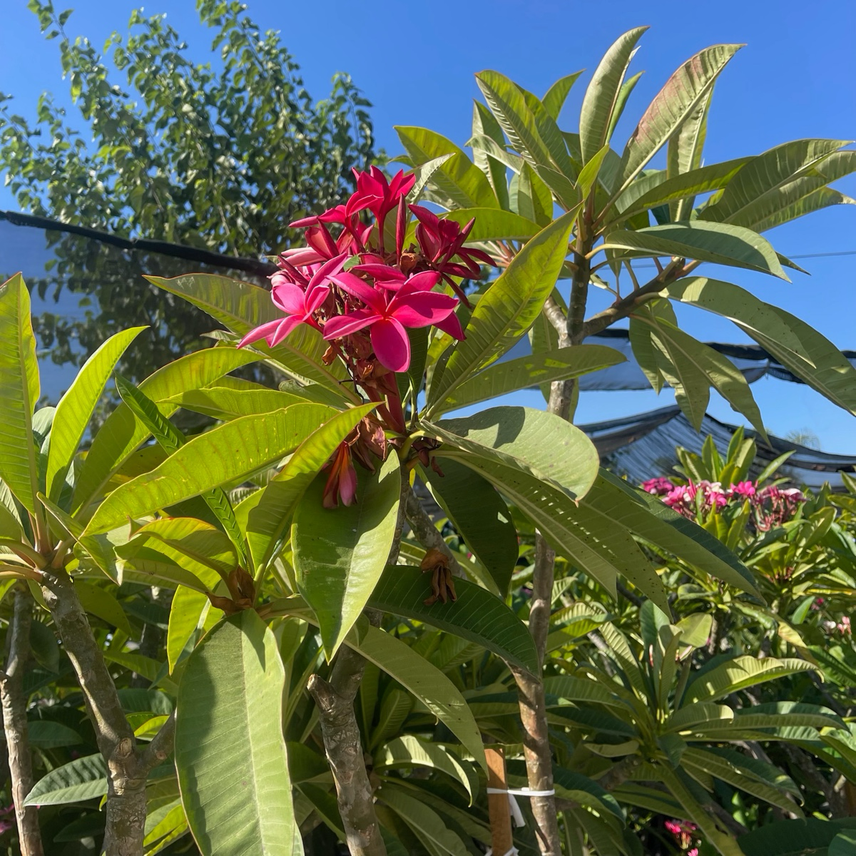 红色鸡蛋花 Red Plumeria