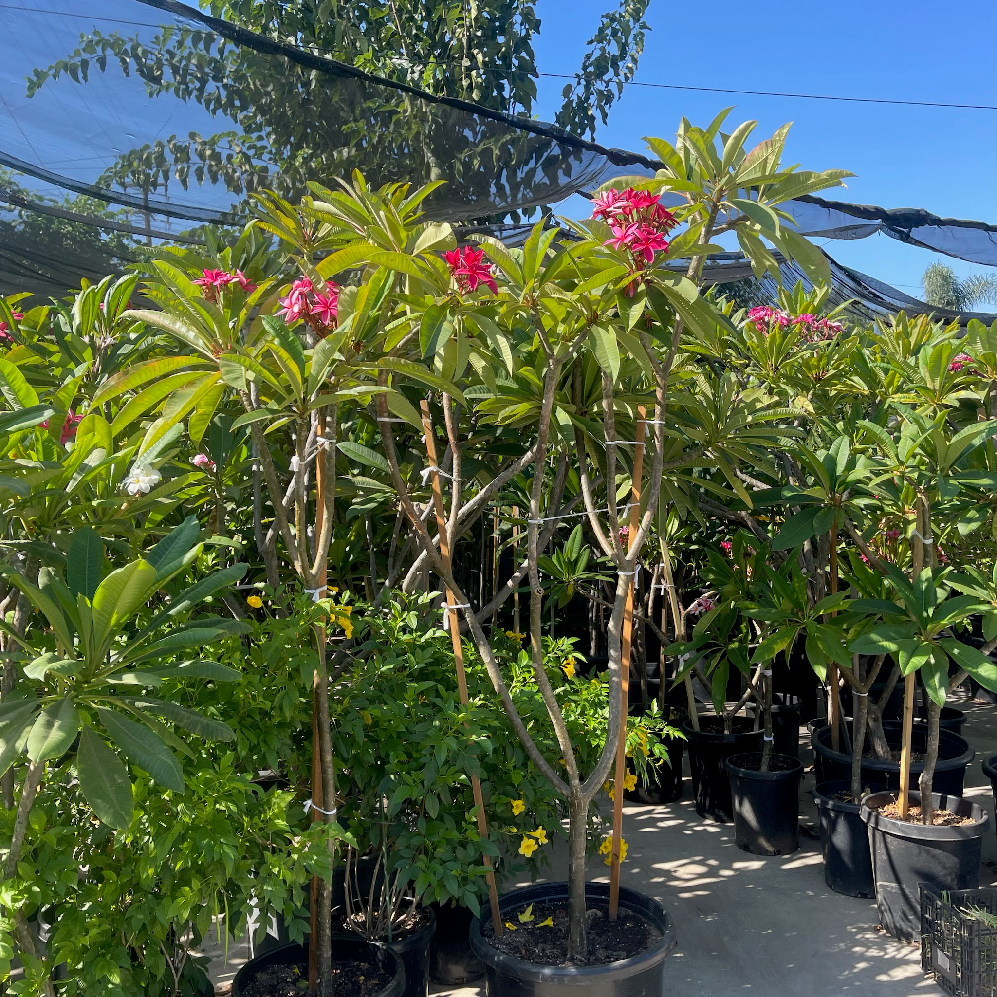 红色鸡蛋花 Red Plumeria