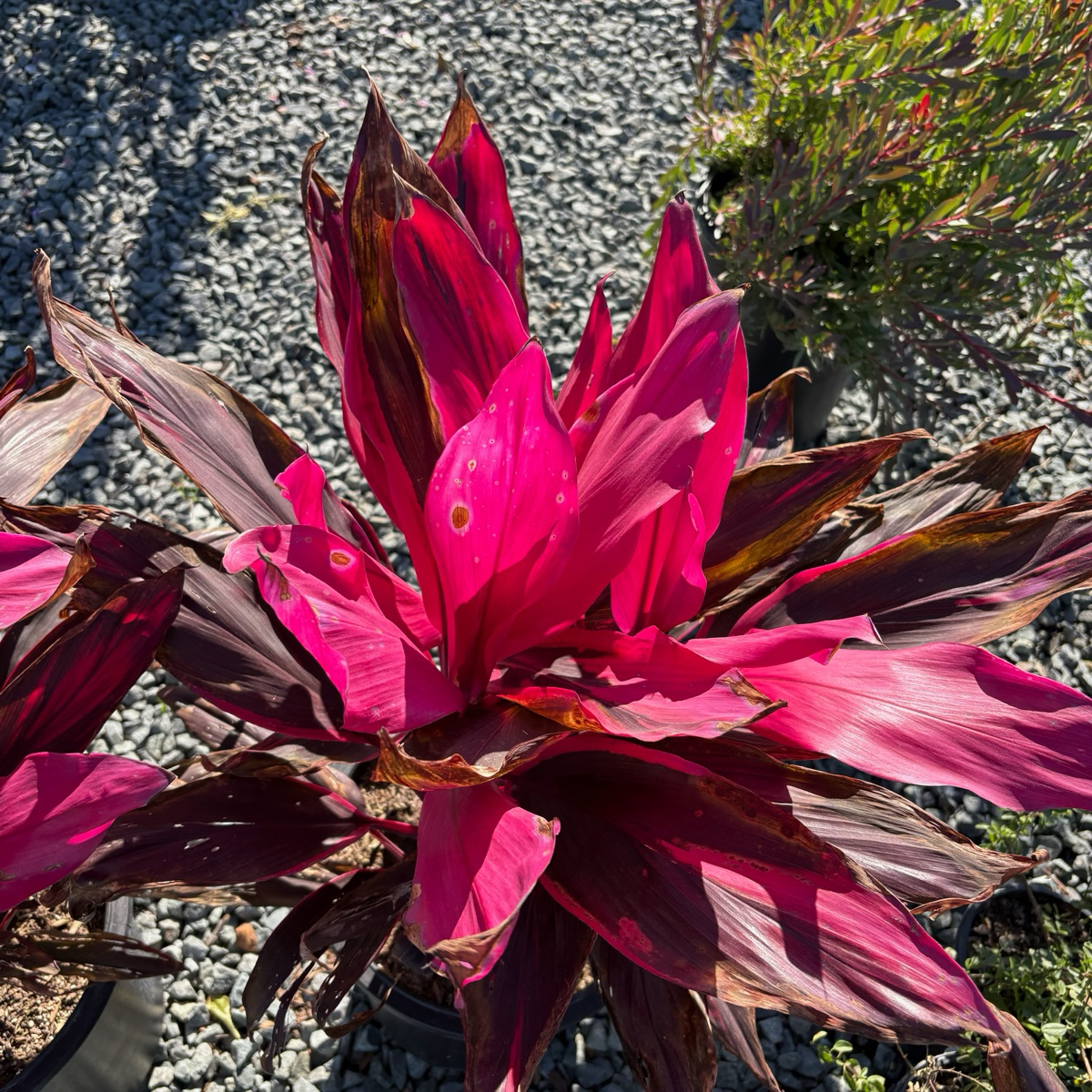 朱蕉 Red Sister Cordyline