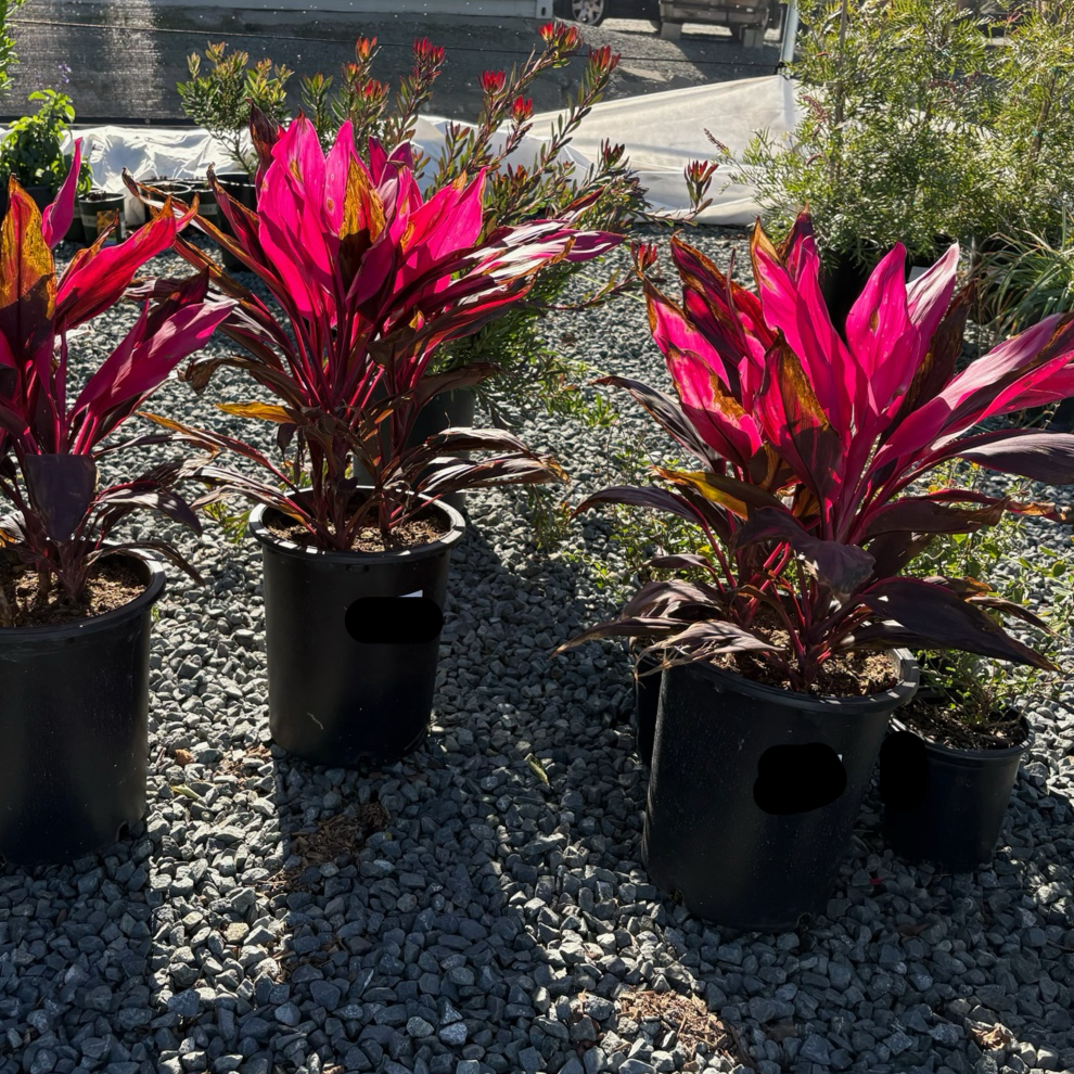 朱蕉 Red Sister Cordyline