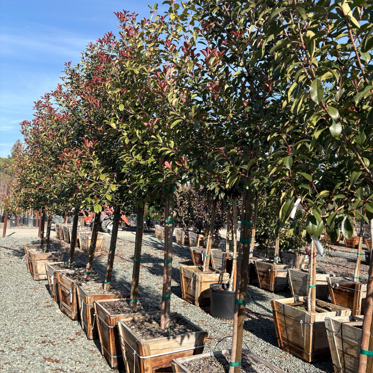 红叶石楠 Red Tip Photinia