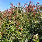 红叶石楠 Red Tip Photinia