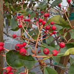 红叶石楠 Red Tip Photinia