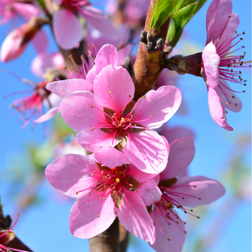 Peach Tree-Red Peach