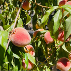 黄桃-红蜜桃 Redhaven Peach