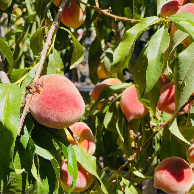 黄桃-红蜜桃 Redhaven Peach