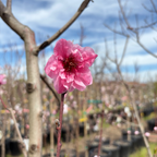 黄桃-红蜜桃 Redhaven Peach