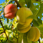 黄桃-红蜜桃 Redhaven Peach