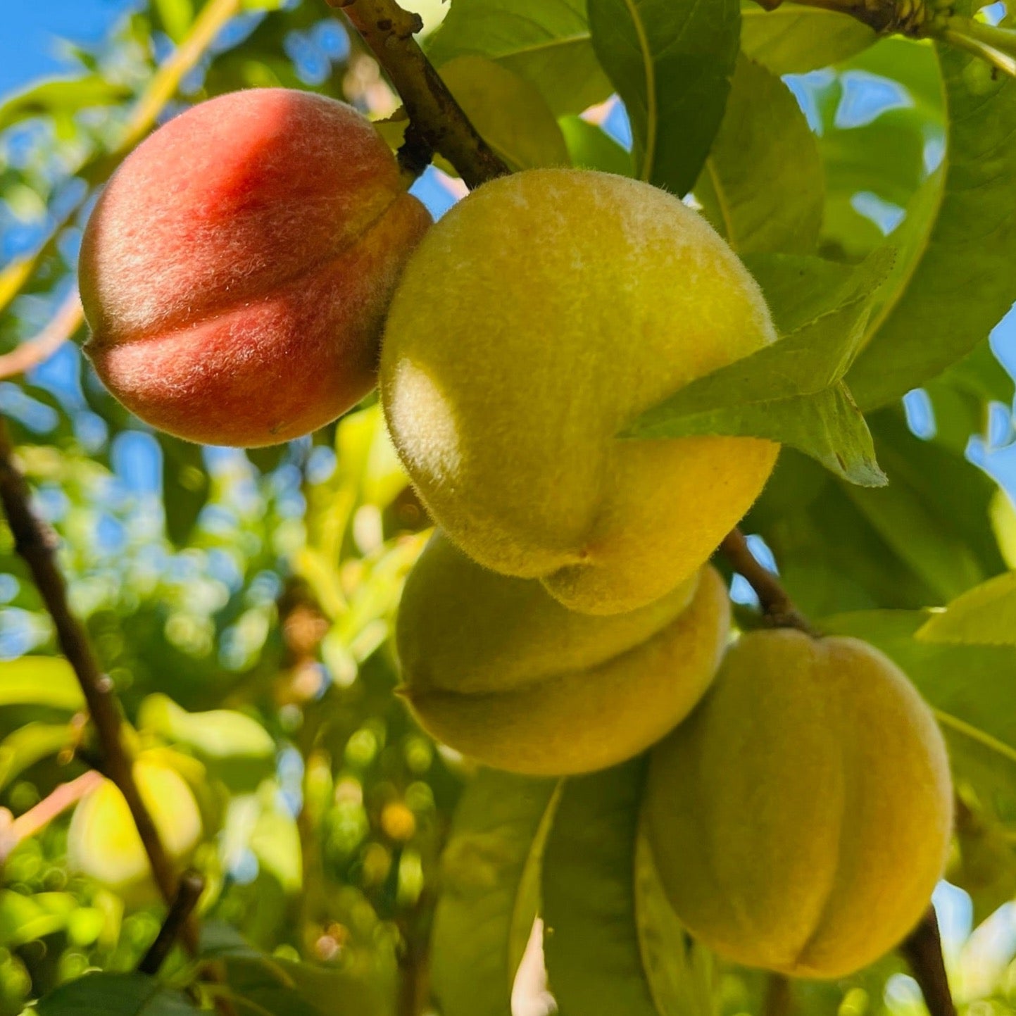 黄桃-红蜜桃 Redhaven Peach