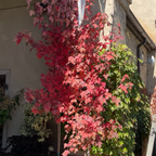 槭树-红点枫 Redpointe ®Red Maple