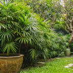 Lady Palm