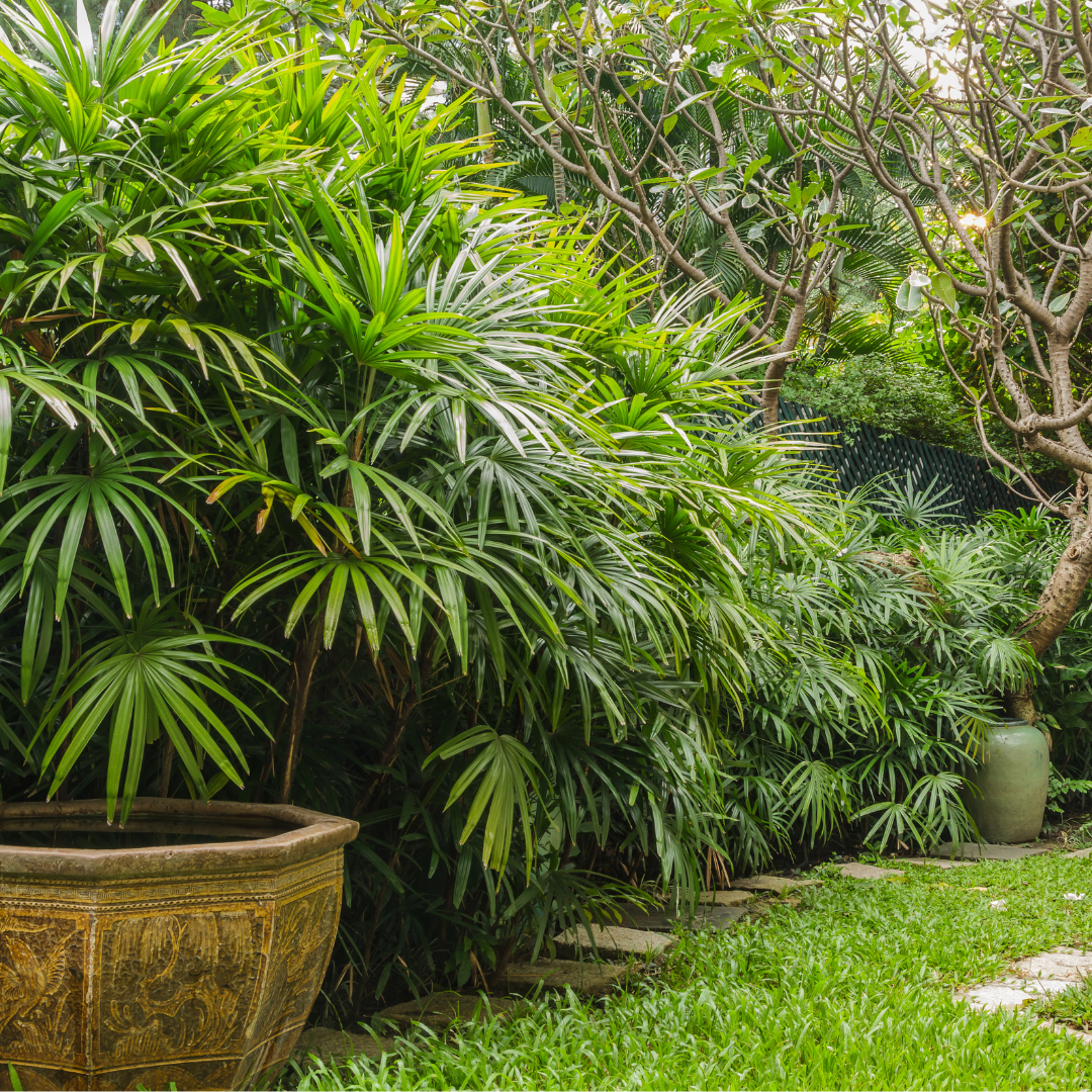 Lady Palm