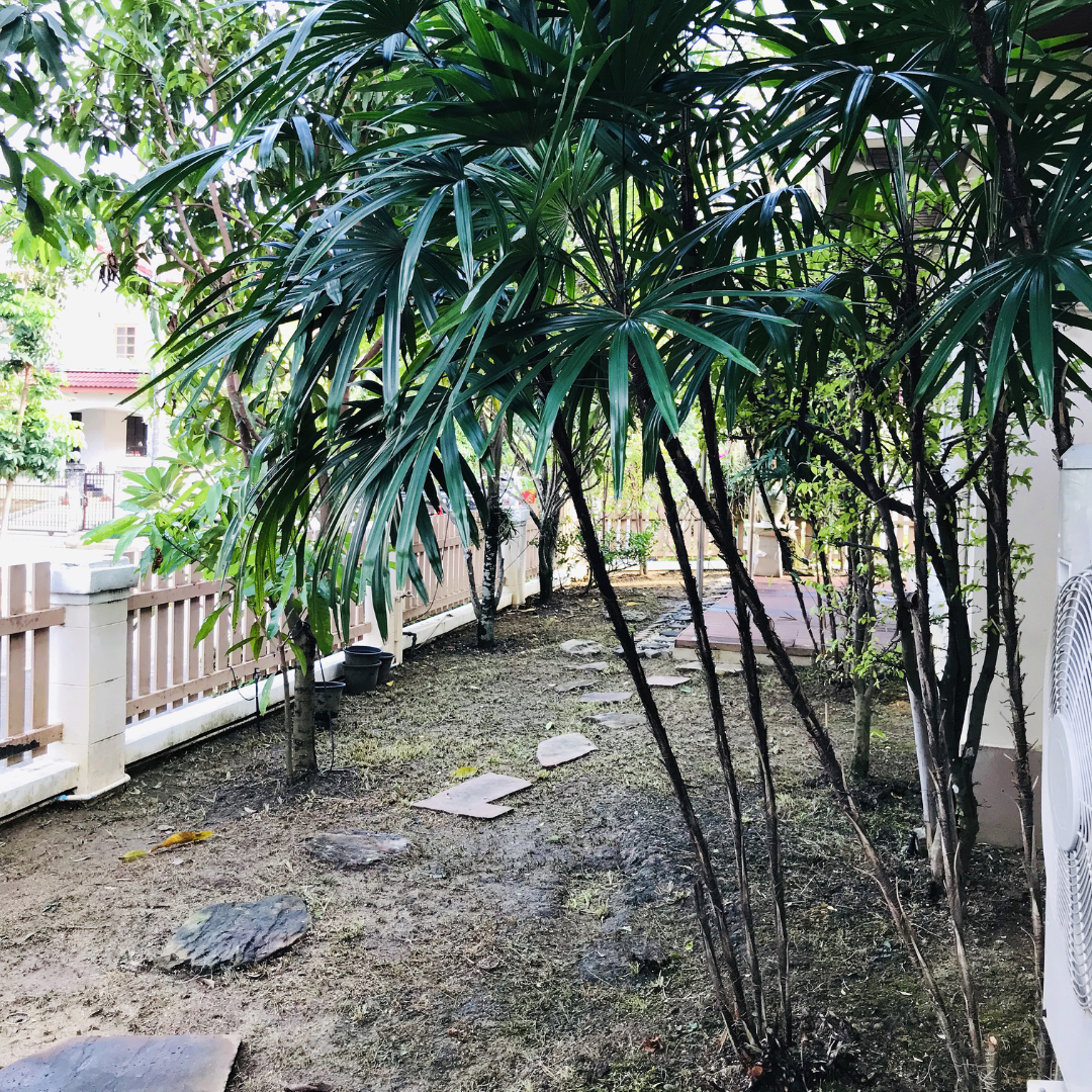 Lady Palm