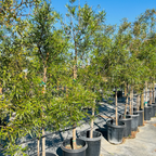 三叶漆树 Rhus Lancea