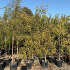 三叶漆树 Rhus Lancea