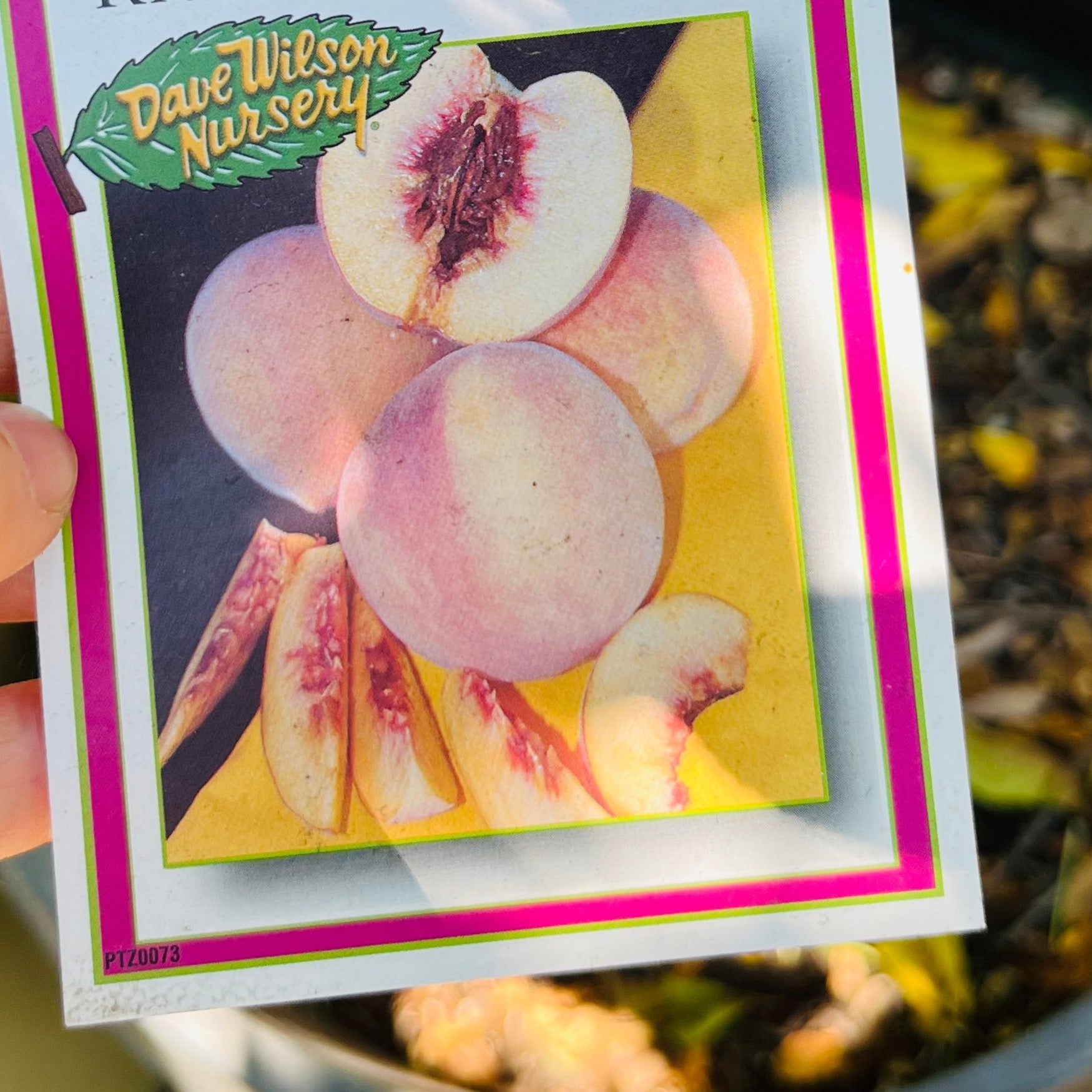 黄桃-里约奥索宝石桃 Rio Oso Gem Peach