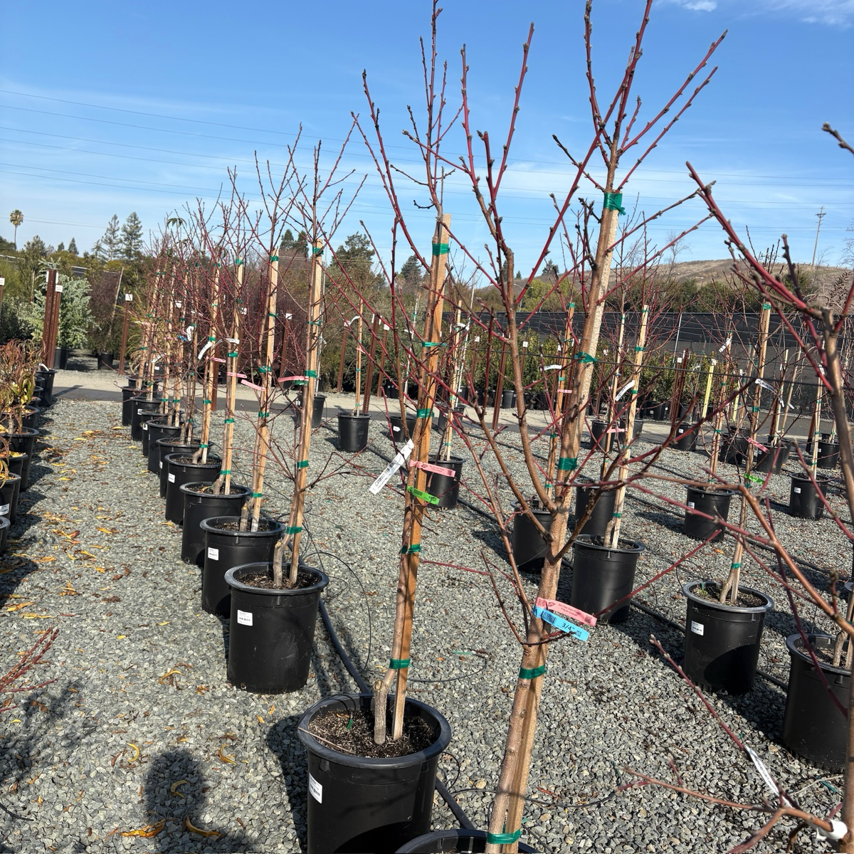 黄桃-里约奥索宝石桃 Rio Oso Gem Peach