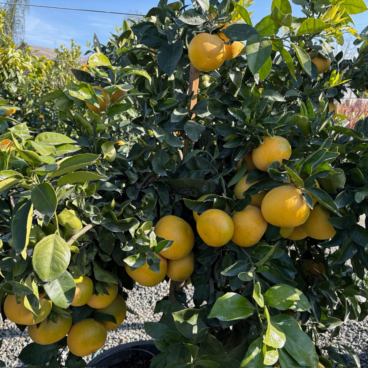 里约红柚 Rio Red Grapefruit