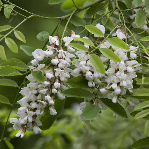 Sophora japonica-Golden Leaf Sophora japonica 