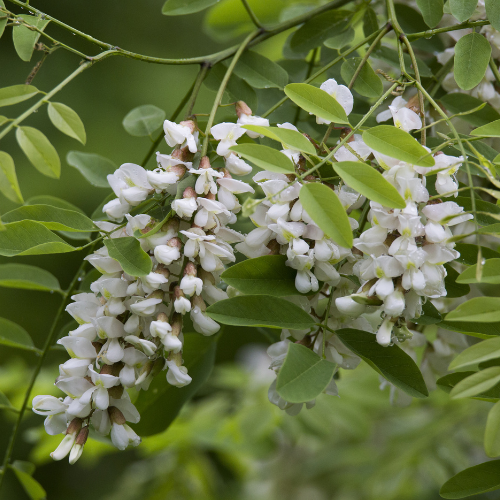 Frisia Golden Locust