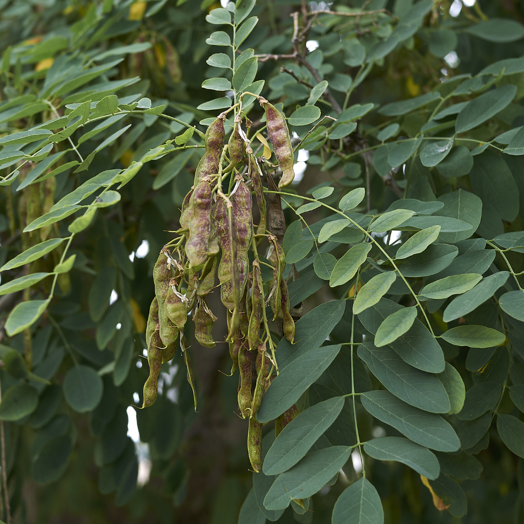 Sophora japonica-Robinia pseudoacacia