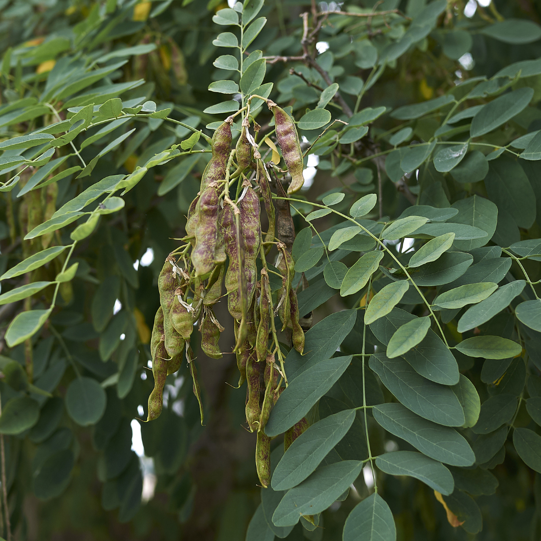Purple Robe Black Locust