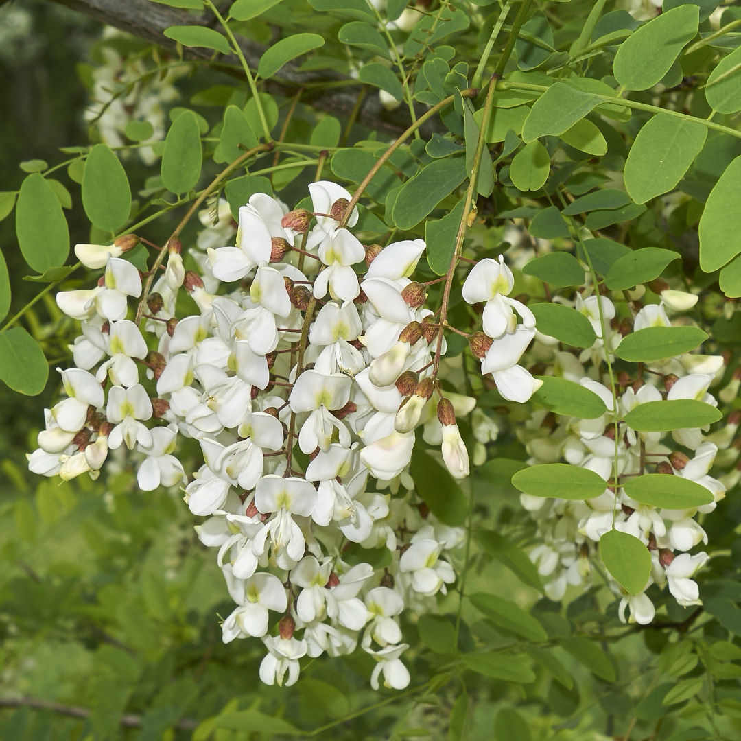 Sophora japonica-dwarfing 