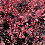 日本小檗 Rose Glow Barberry