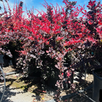 日本小檗 Rose Glow Barberry