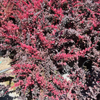 日本小檗 Rose Glow Barberry