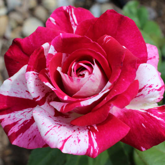 Rose-Neil Diamond Rose