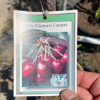 皇家深红甜樱桃 Royal Crimson Cherry