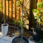 皇家深红甜樱桃 Royal Crimson Cherry