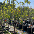 皇家深红甜樱桃 Royal Crimson Cherry