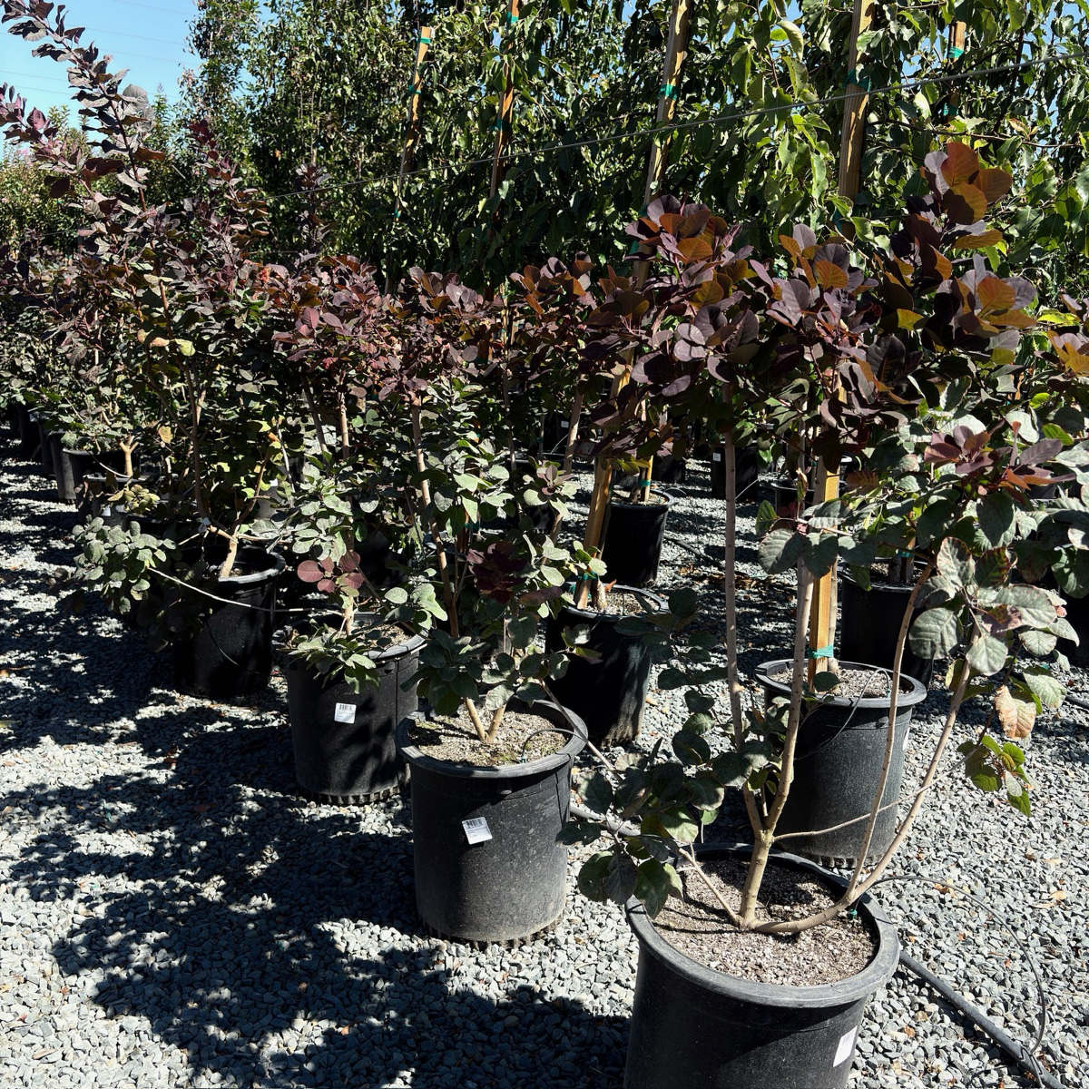 黄栌 Royal Purple Smoke Tree