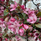 皇家雨滴海棠 Royal Raindrops Crabapple