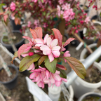 皇家雨滴海棠 Royal Raindrops Crabapple